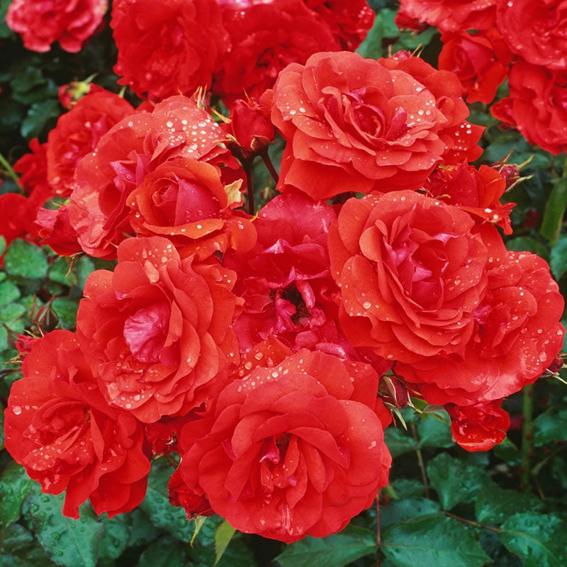 Trumpeter Floribunda Rose Fortuniana