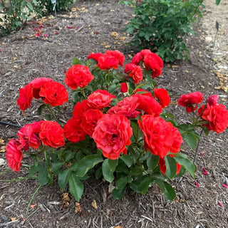 Trumpeter Floribunda Rose