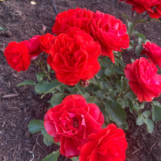Trumpeter Floribunda Rose