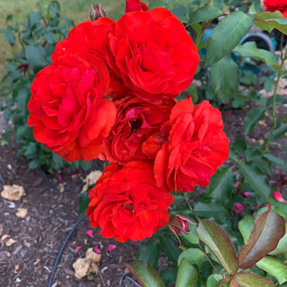 Trumpeter Floribunda Rose