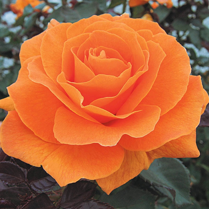 Vavoom Floribunda Rose