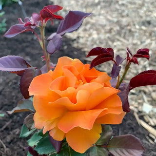 Vavoom™ Floribunda Rose