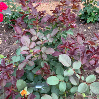 Vavoom™ Floribunda Rose