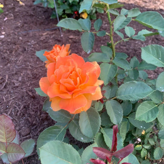 Vavoom™ Floribunda Rose