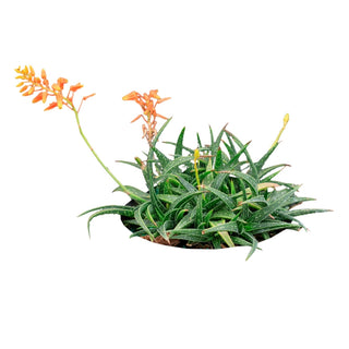 Aloe Firebird Hybrid in Nursery Pot