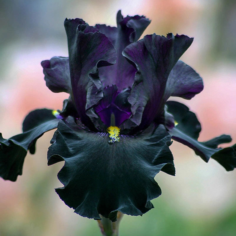 Bouquet Builders After Midnight Iris Collection