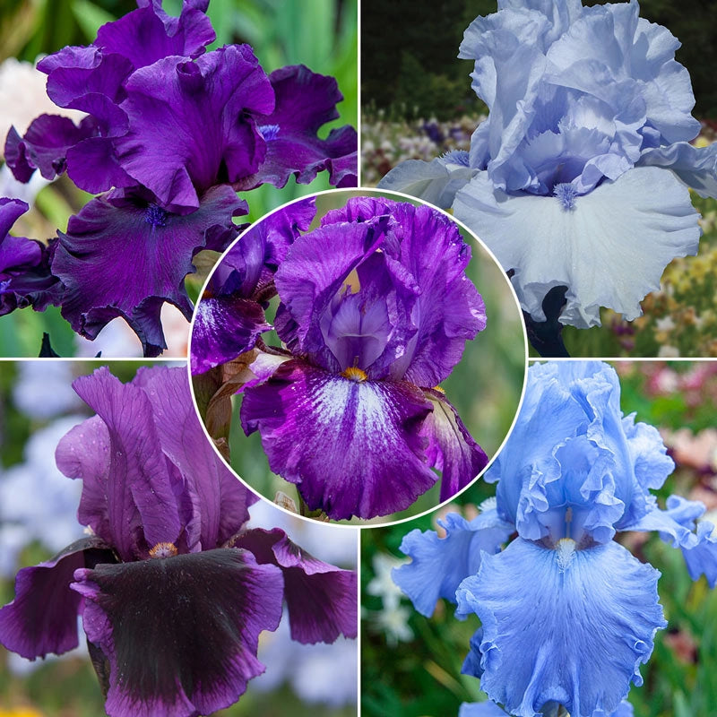 Bouquet Builders Royal Colors Iris Collection