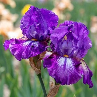 Bouquet Builders Royal Colors Iris Collection