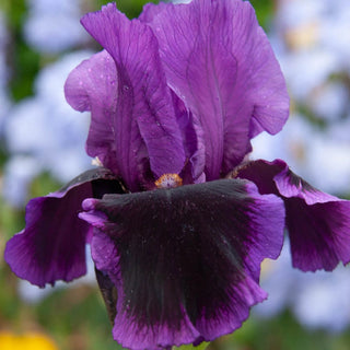 Bouquet Builders Royal Colors Iris Collection