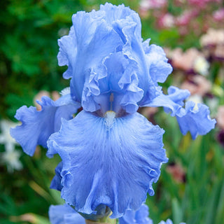 Bouquet Builders Royal Colors Iris Collection