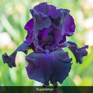 Bouquet Builders After Midnight Iris Collection