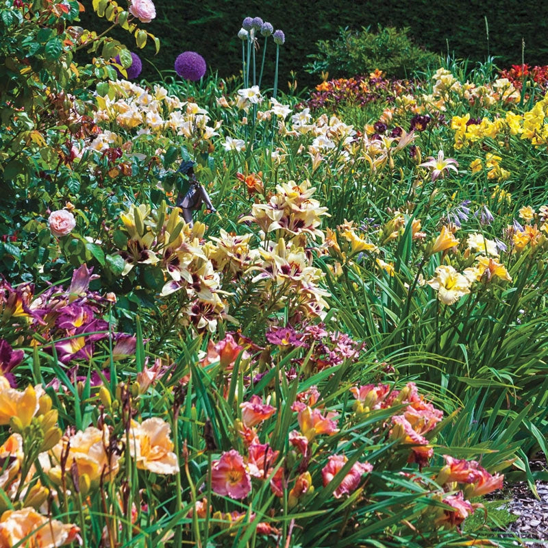 Our Choice Daylily
