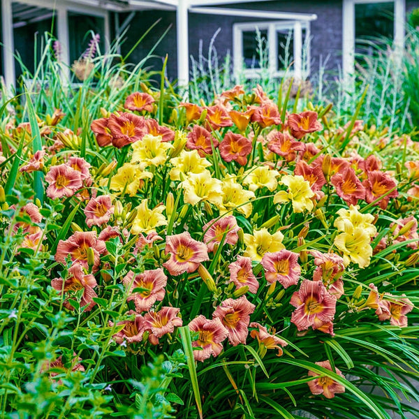 Our Choice Jumbo Daylily Collection | Spring Hill