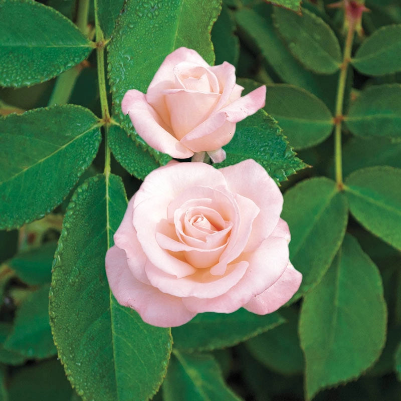 New Zealand Hybrid Tea Rose Fortuniana