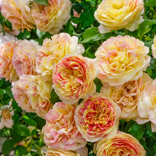 Pop Art™ Grandiflora Rose