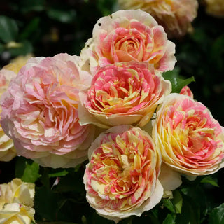 Pop Art™ Grandiflora Rose