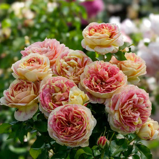 Pop Art™ Grandiflora Rose