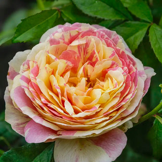 Pop Art™ Grandiflora Rose