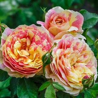 Pop Art™ Grandiflora Rose