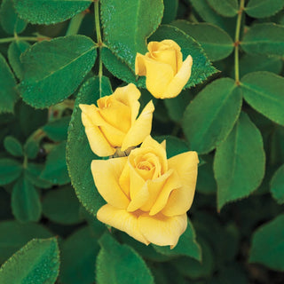 Oregold Hybrid Tea Rose Fortuniana