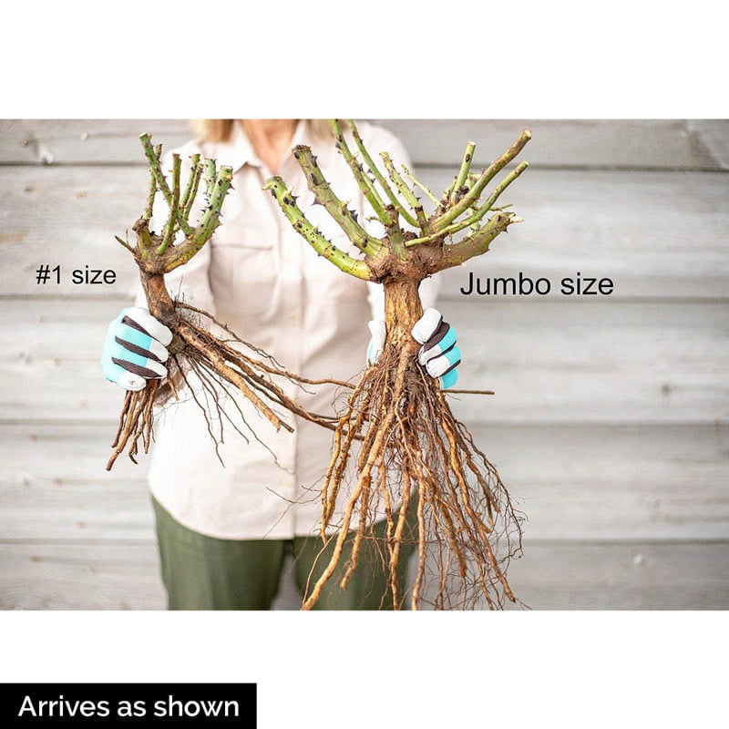 Jacob's Robe Climbing Rose - Shop Climbing Roses | Spring Hill – Spring ...