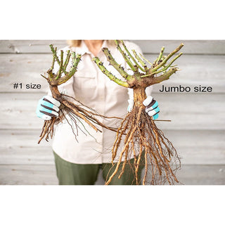 Knock Out® Pink Rose