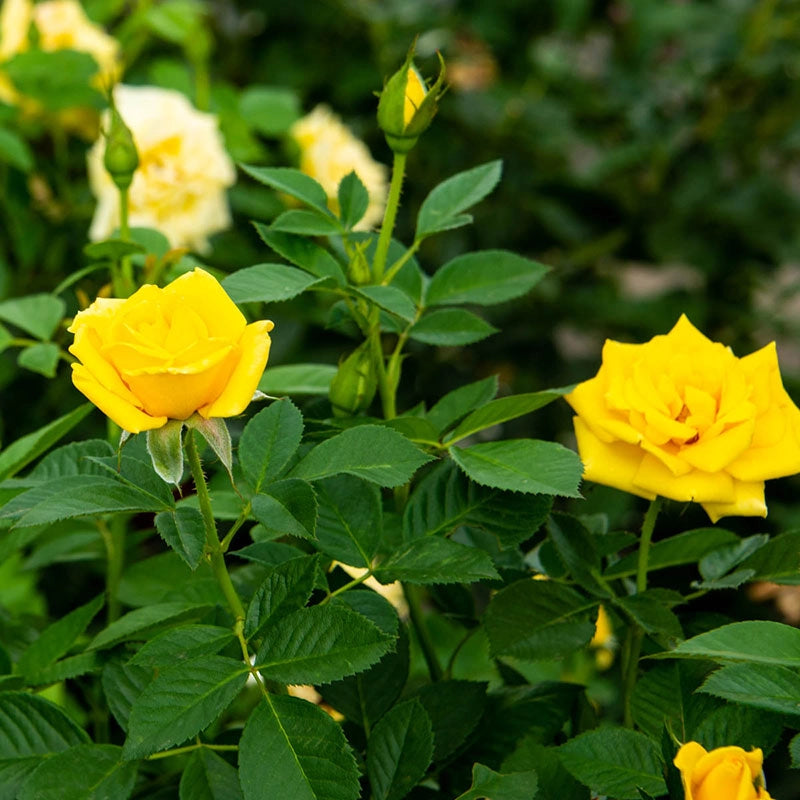 Jumbo Radiant Perfume Grandiflora Rose