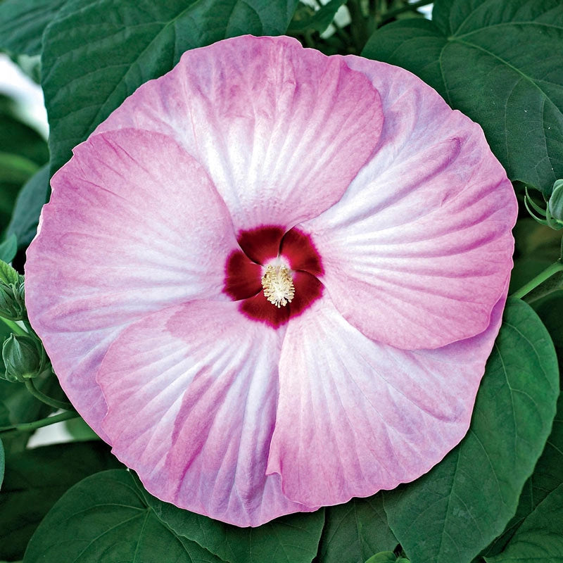 Luna Pink Swirl Hibiscus