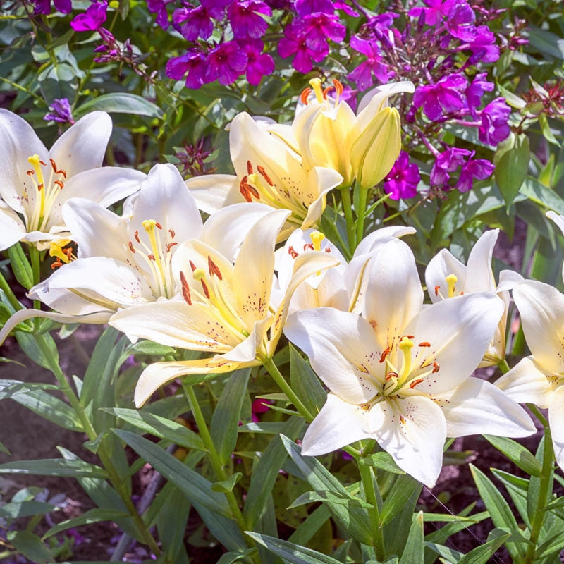 Asiatic Lily Snowdon