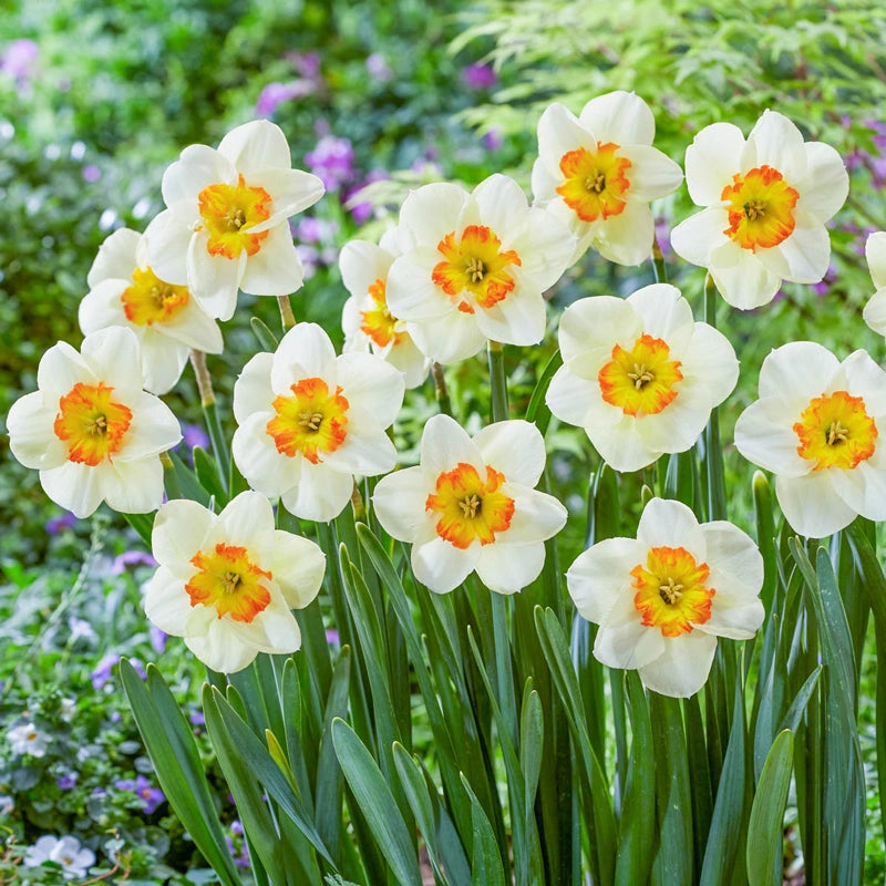 Butterfly Daffodil Infinite Joy