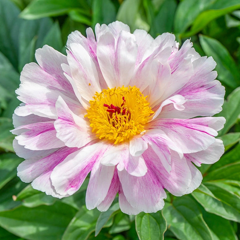 Peony Pink Luau