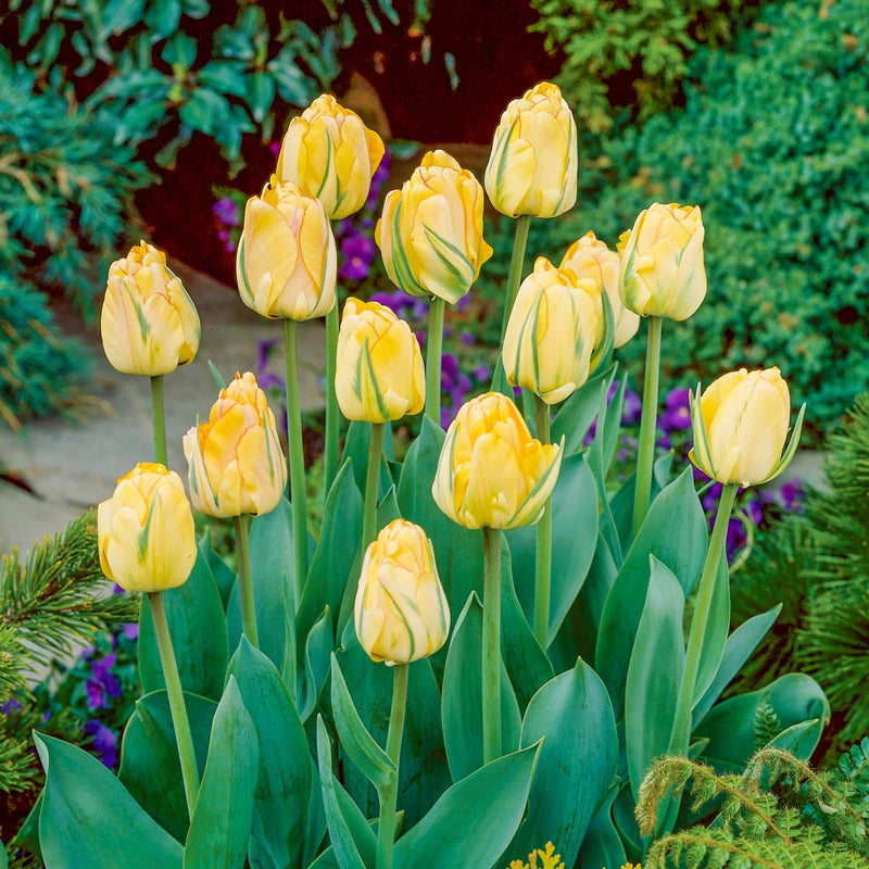 Darwin Hybrid Tulip Akebono