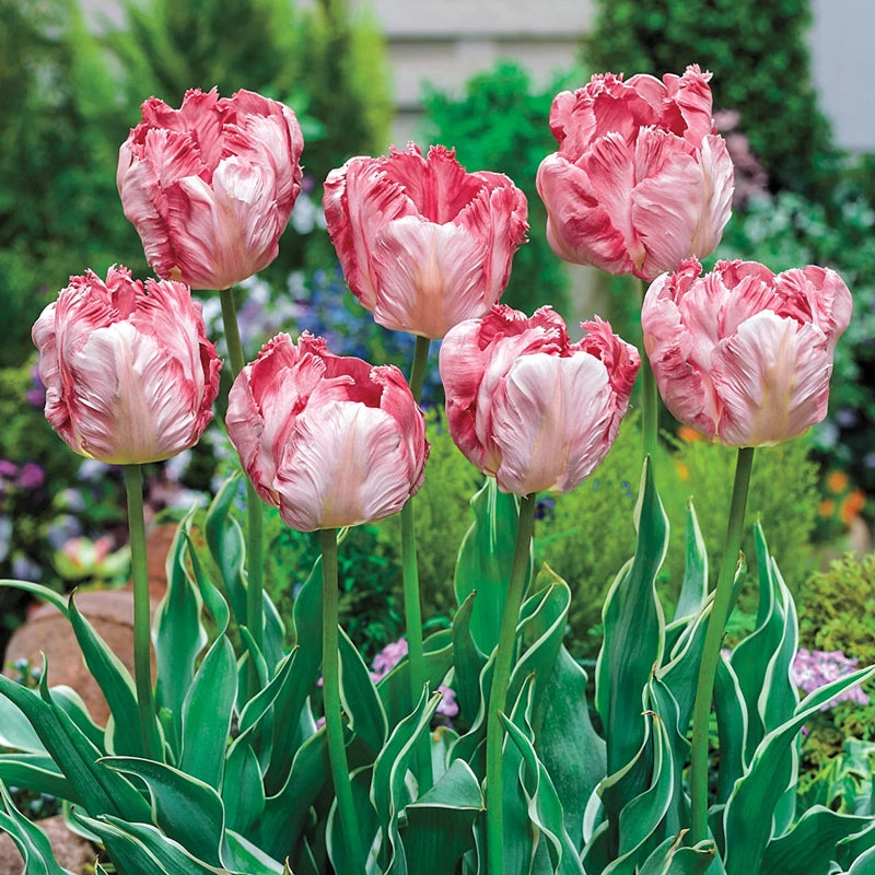 Parrot Tulip Silver Parrot