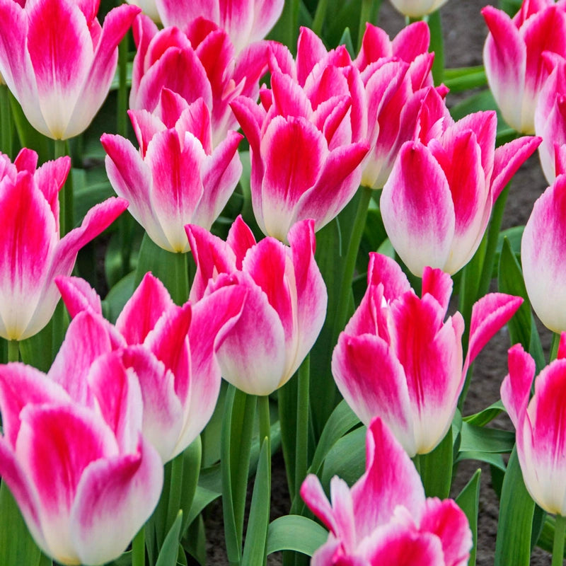 Triumph Tulip Whispering Dream - Shop Tulips | Spring Hill