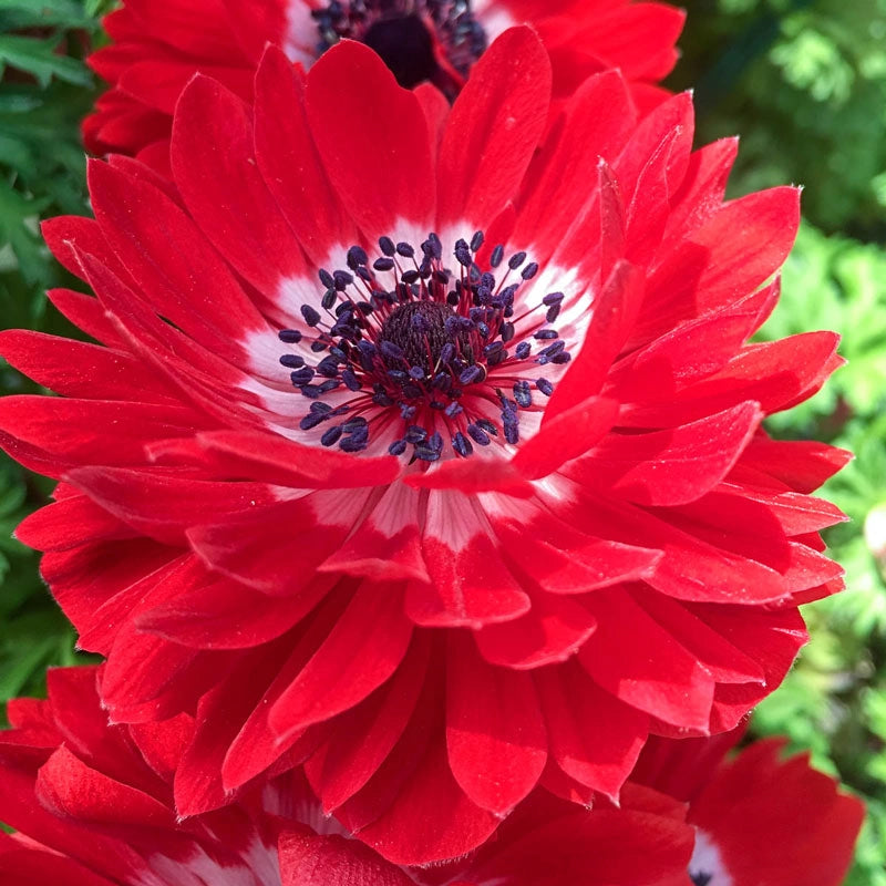 Harmony Double Scarlet Anemone