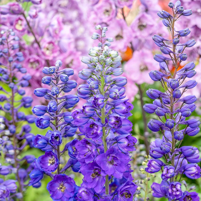 Dark Blue Dark Bee Delphinium