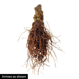 Foxglove Giant Shirley