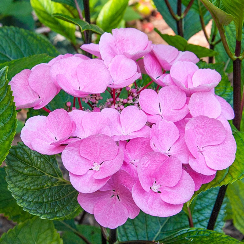 Abracadabra® Star Hydrangea