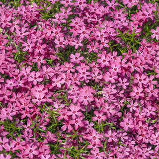 Crimson Beauty Carpet Phlox
