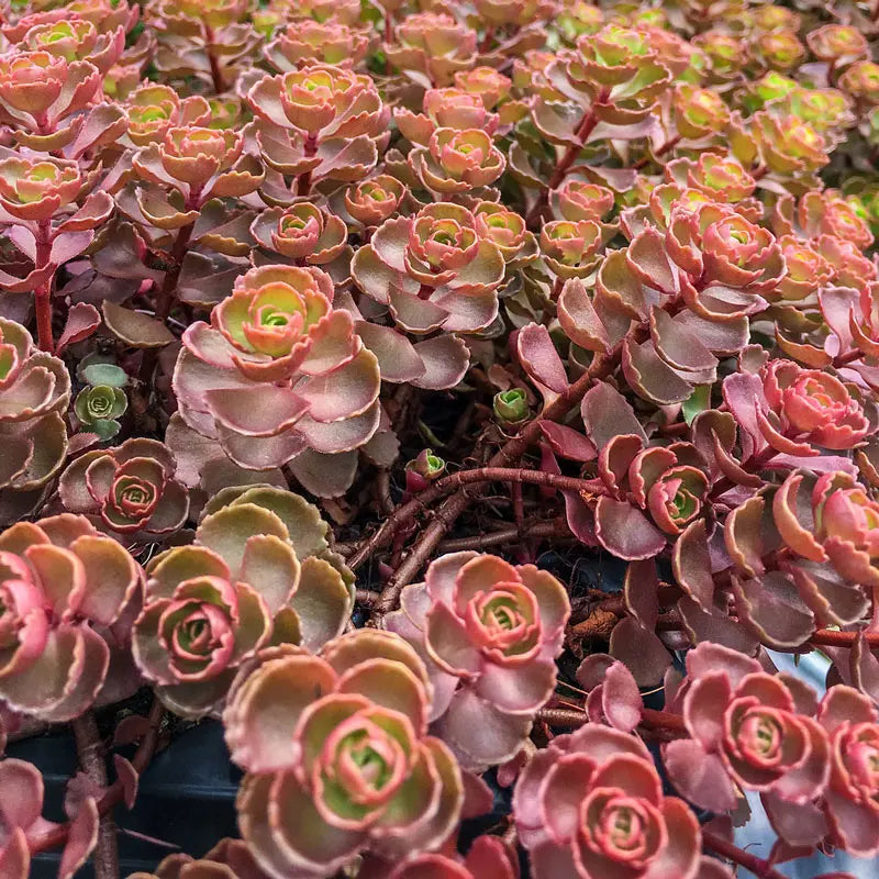 tacisedum spring glow succulent Fulda Glow Sedum