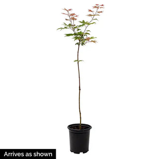 Bloodgood Japanese Maple