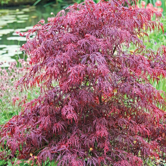 Inaba Shidare Japanese Maple | Spring Hill Nurseries