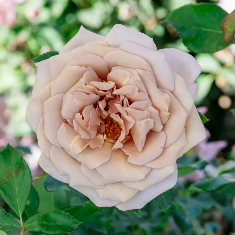 koko loko rose seeds Koko Loko Floribunda Rose - Jumbo Fortuniana Wow! Roots | Rosa 'WEKbijou' PP23269 ('Koko Loko ') | Purple | Zone 4-10 | Full Sun