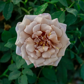 Koko Loko™ Floribunda Rose