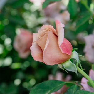 Koko Loko™ Floribunda Rose