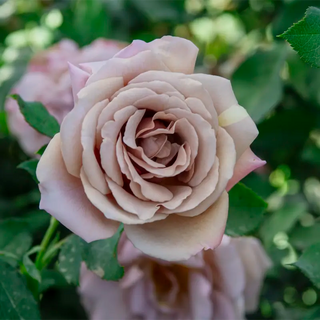 Koko Loko™ Floribunda Rose