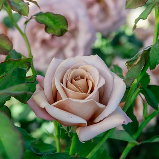 Koko Loko™ Floribunda Rose