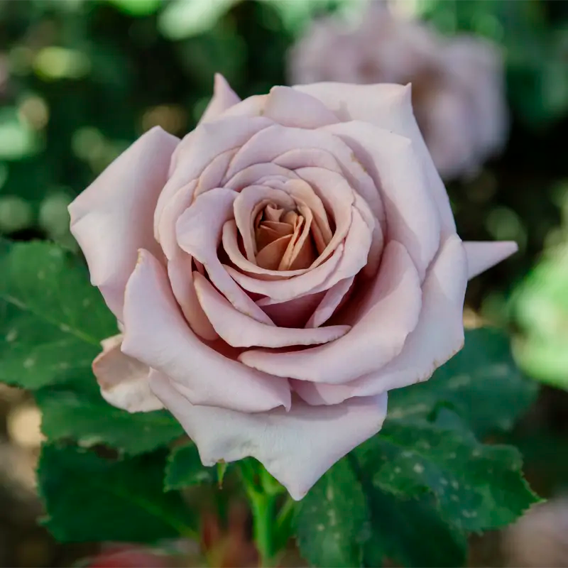 koko loko rose seeds Koko Loko Floribunda Rose - Jumbo Fortuniana Wow! Roots | Rosa 'WEKbijou' PP23269 ('Koko Loko ') | Purple | Zone 4-10 | Full Sun