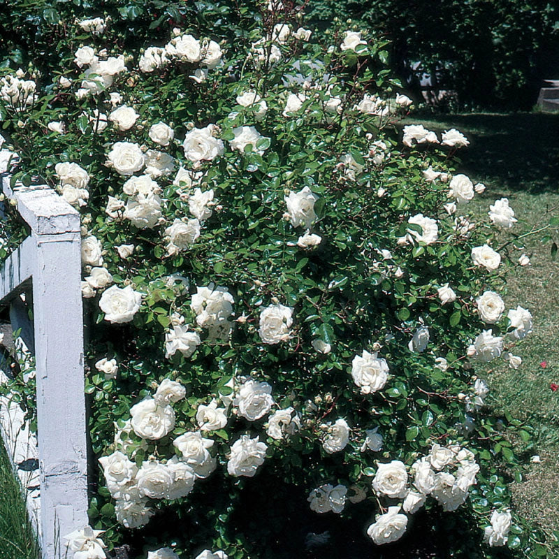 White Dawn Climbing Rose