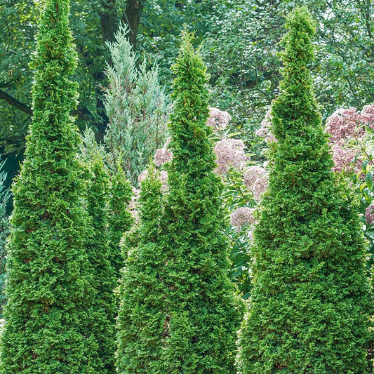 Degroot's Spire Upright Arborvitae Hedge - 10 Plants - 1-2 ft | THUJA OCCIDENTALIS 'DEGROOT'S SPIRE' | Zone 2-7 | Full Sun